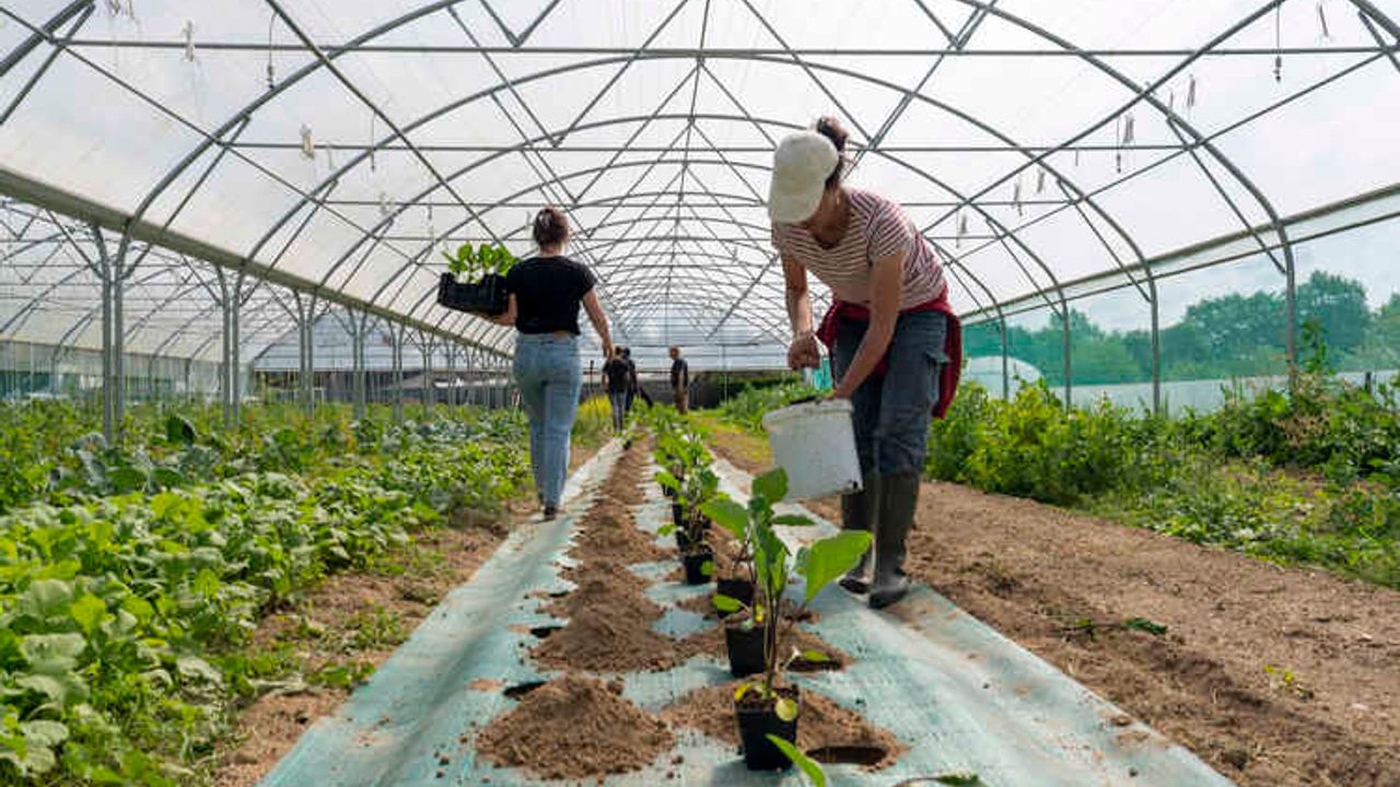 Sous une serre maraîchère, plantation de plantes par une femme au premier plan. Au second plan, une autre femme de dos porte des plants.