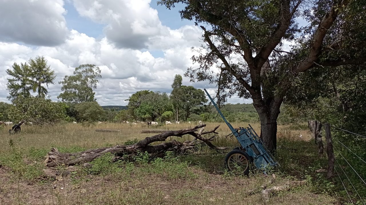 Paysage du Cerrado