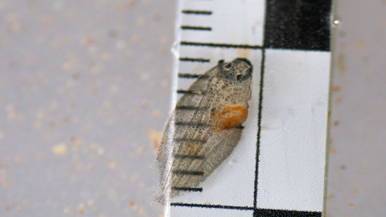 Postlarve de sole commune