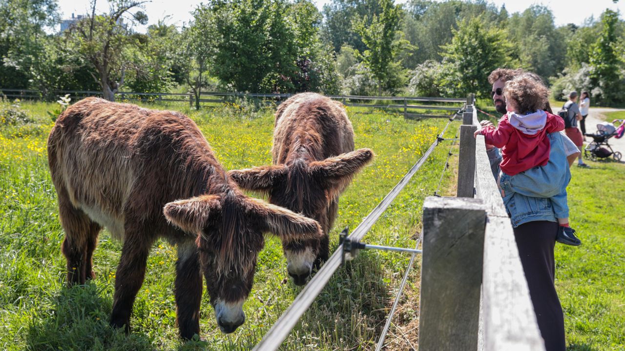 Un enfant et son parent observent les ânes des prairies Saint-Martin, à Rennes.