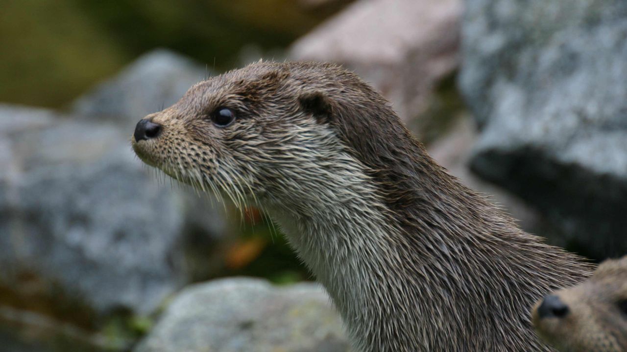 Gros plan d'une loutre