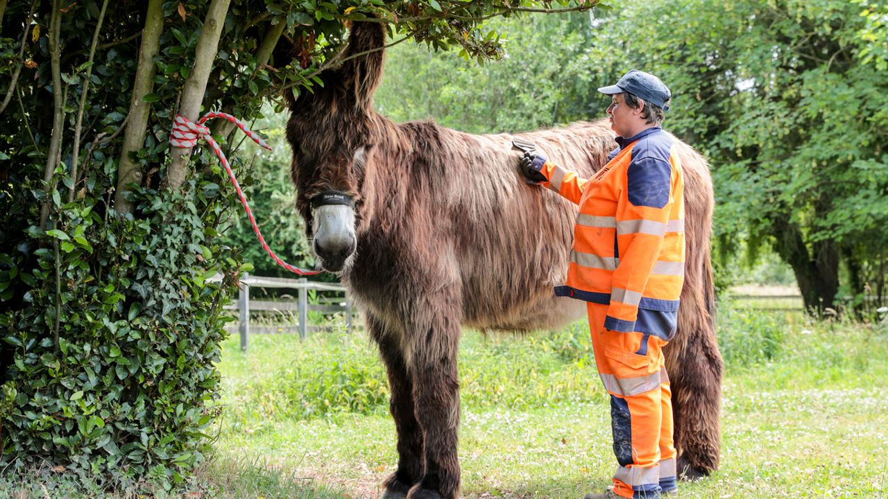Une technicienne de la Ville brosse un âne des prairies Saint-Martin, à Rennes.