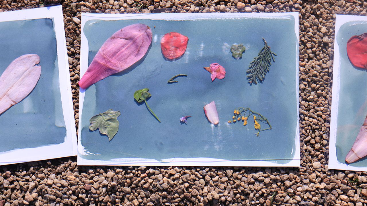 On voit les compositions des élèves sous le soleil. Ce sont des feuilles et des fleurs posées sur une feuille blanche imbibée de citrate d'ammonium ferrique.