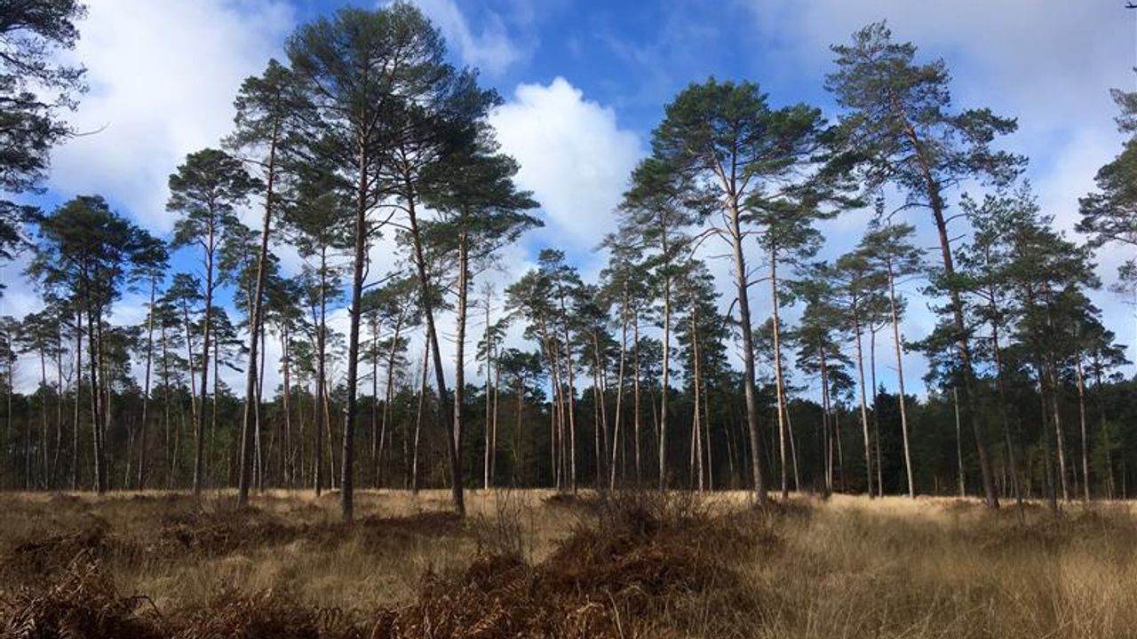 Vue sur une forêt de pins parasols