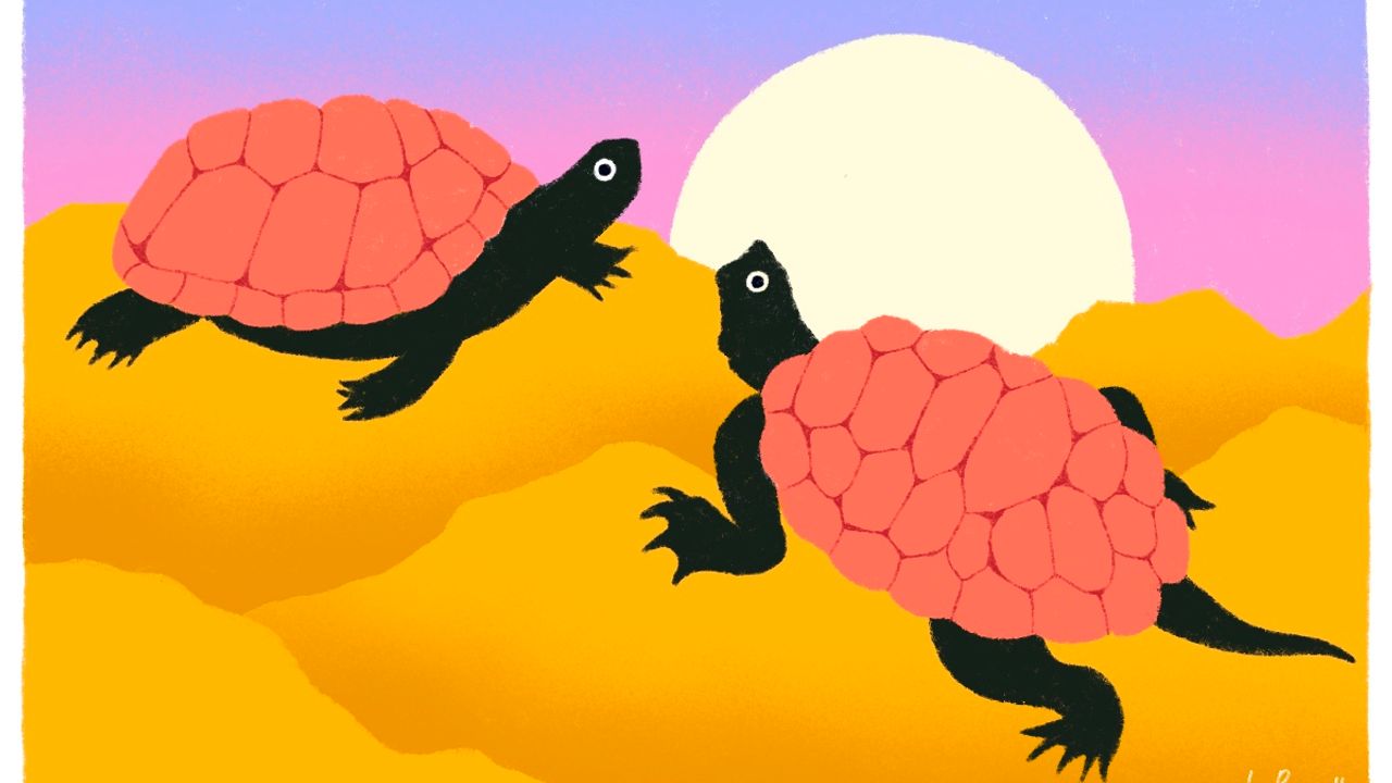 Une illustration colorée représentant deux tortues
