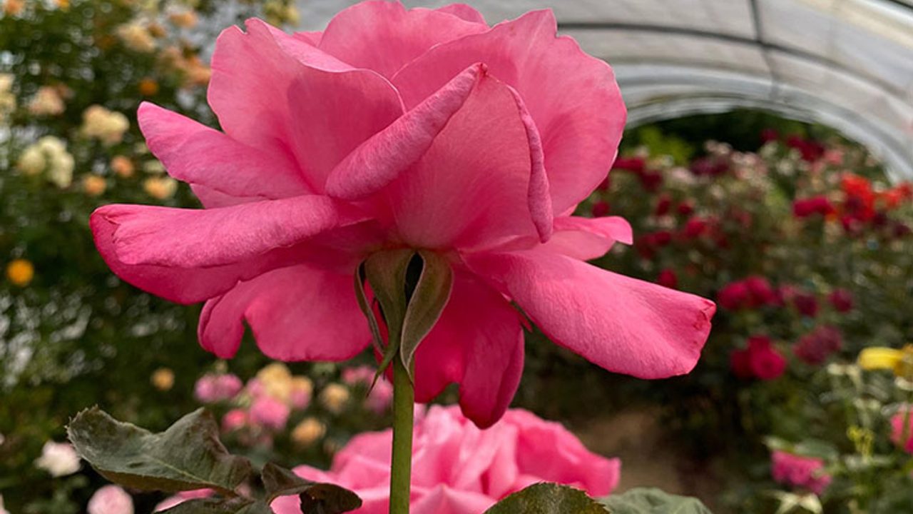 gros plan sur une rose rose sous une serre