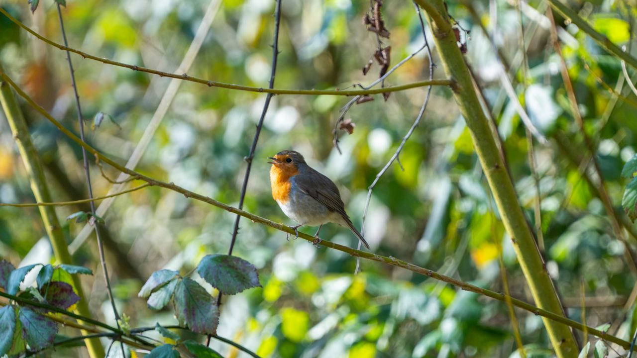 Un rouge-gorge aux prairies Saint-Martin.