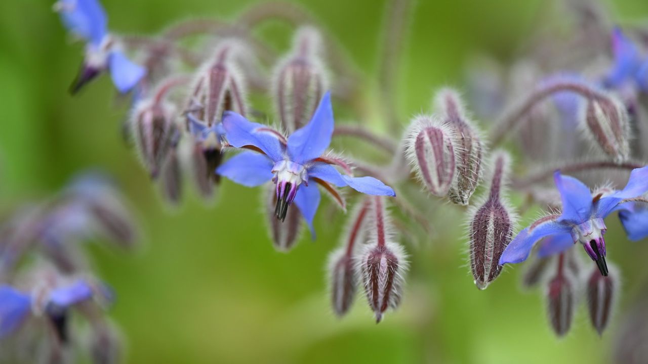 Borage flowers