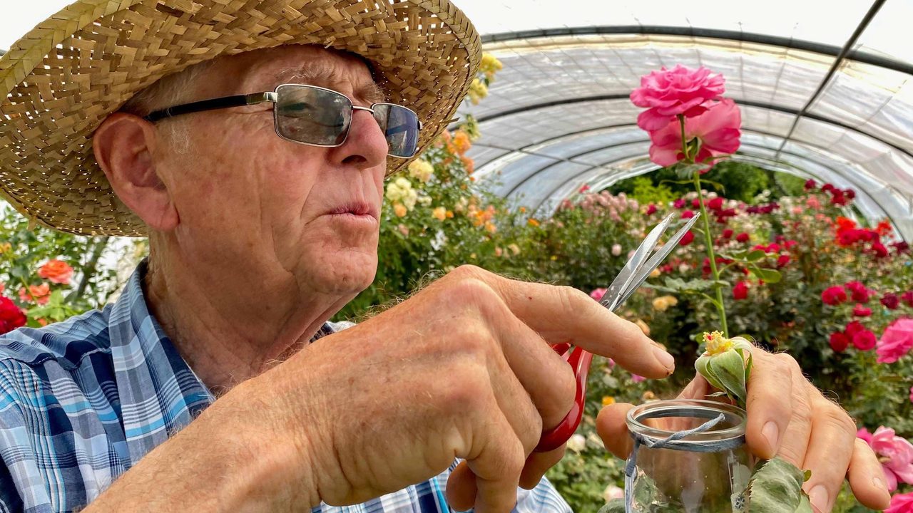 gros plan sur le rosiériste en train de couper une rose