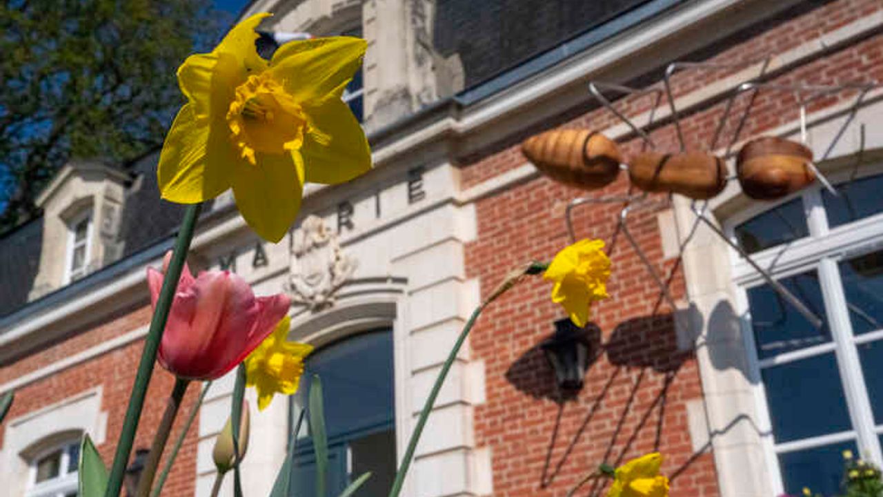 des fleurs et une fourmi en premier plan, à l'arrière la façade d'une mairie