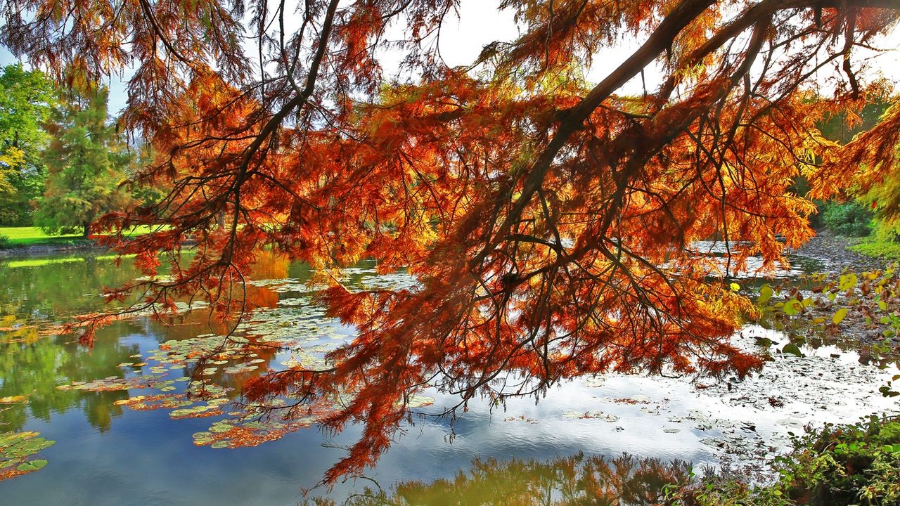 Vue d'un plan d'eau avec au premier plan une branche d'arbre rouge. C'est l'automne.