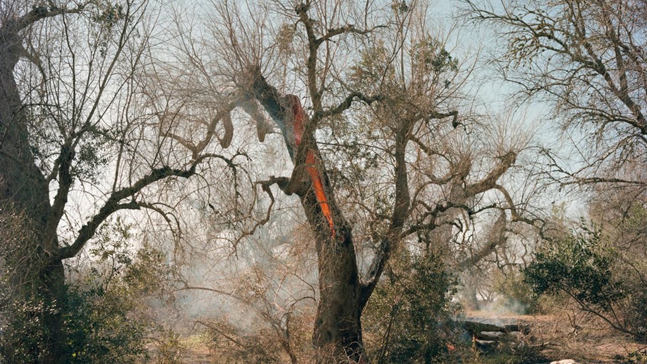 Un arbre sans feuilles avec une grande écorchure rouge descendant le long de son tronc, comme si il saignait