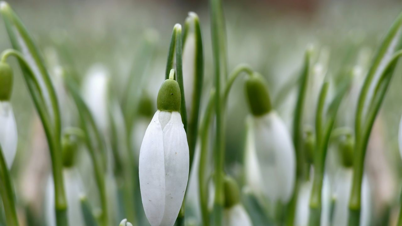 Snowdrop flowers blooming.