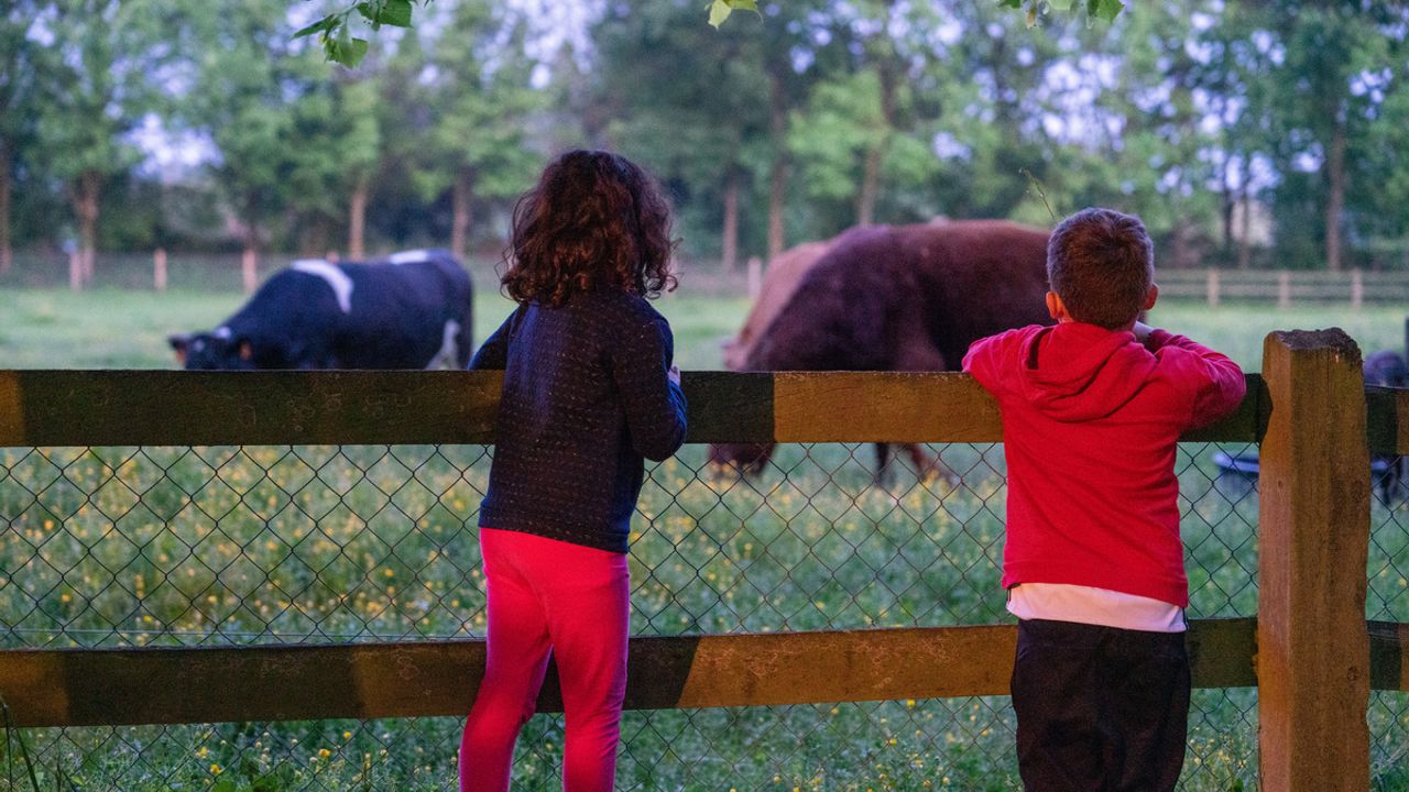 Deux enfants, derrière une barrière en bois, tentent d'attirer l'attention des vaches au champ.