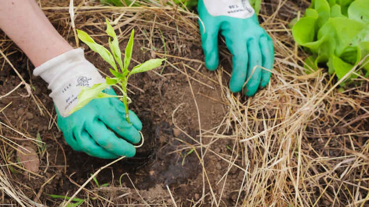 Des mains avec gants de jardinage plantant une pousse de légume.