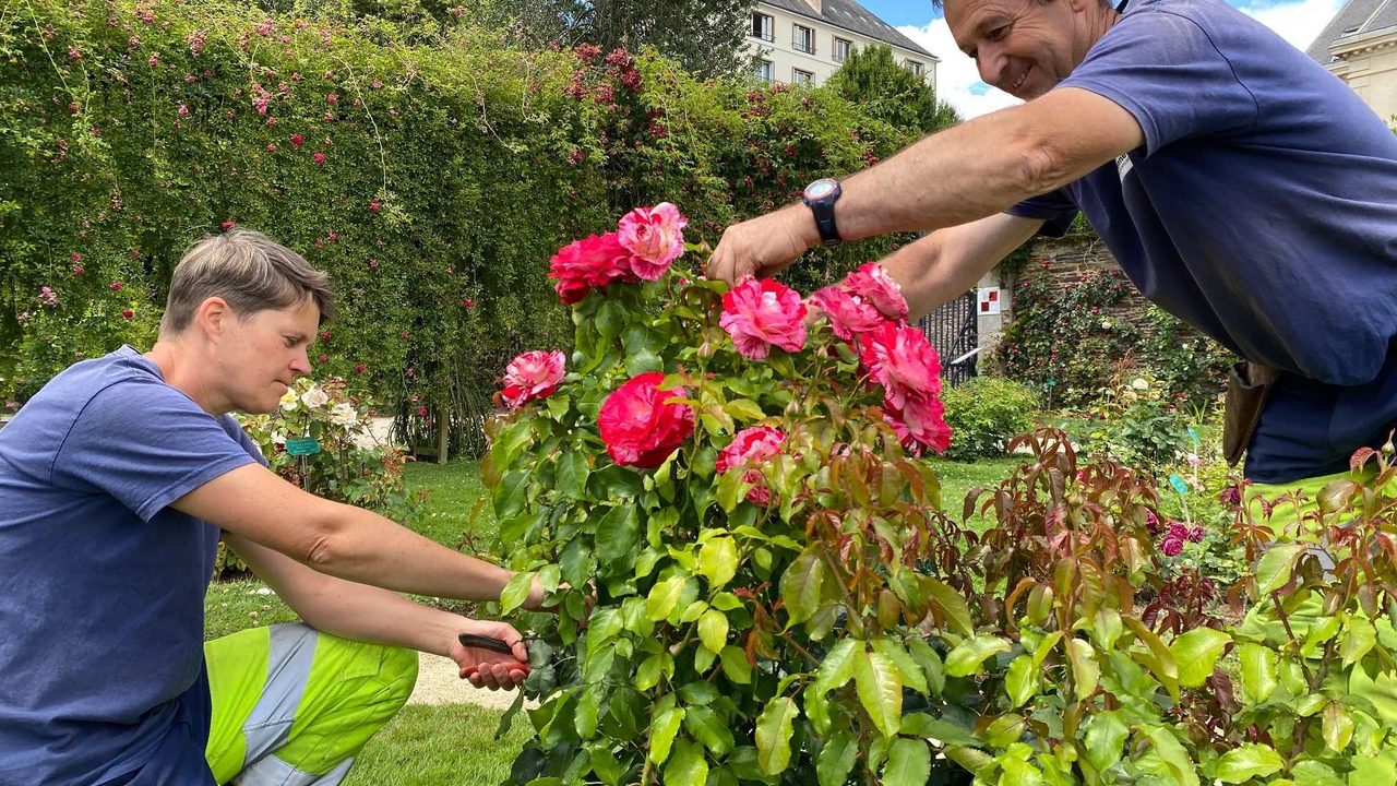 Deux agents taillent un rosier dans le jardin du thabor