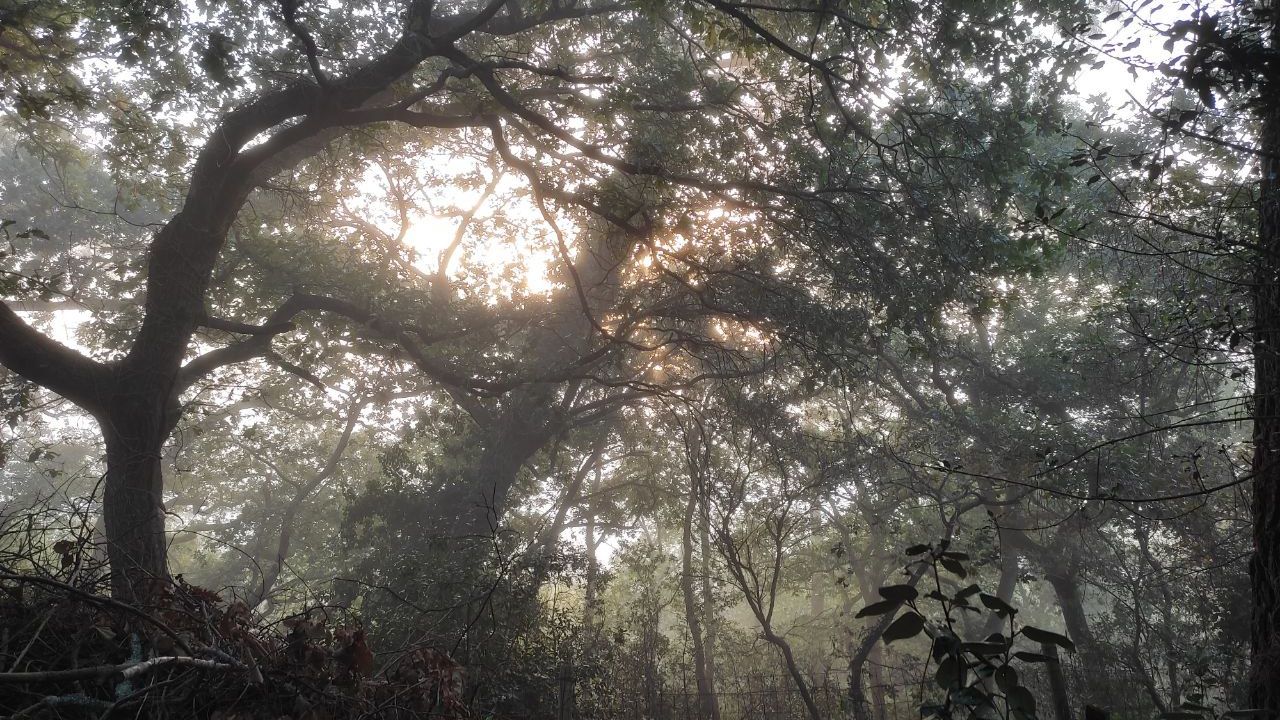 Forêt usagère de La Teste