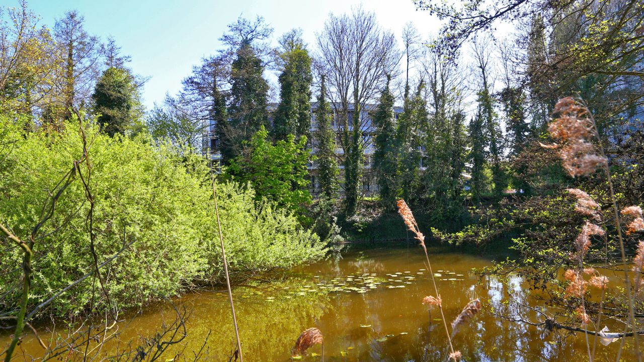 Une zone humide aux prairies Saint-Martin.
