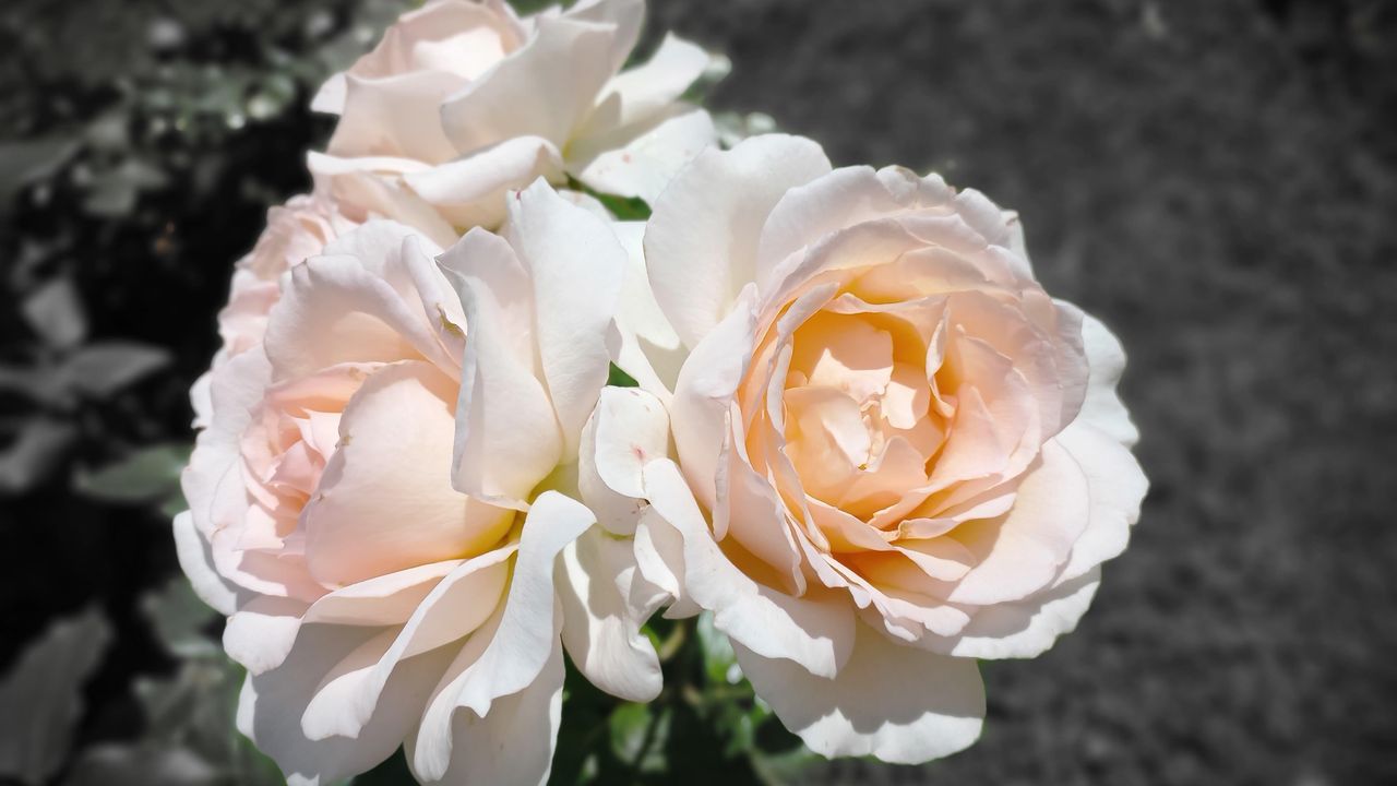 gros plan sur une rose blanche