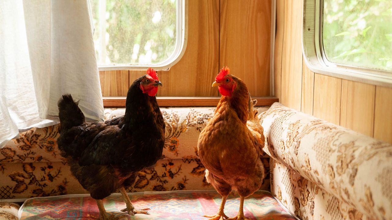 Deux poules face à face habitant dans un habitat meublé