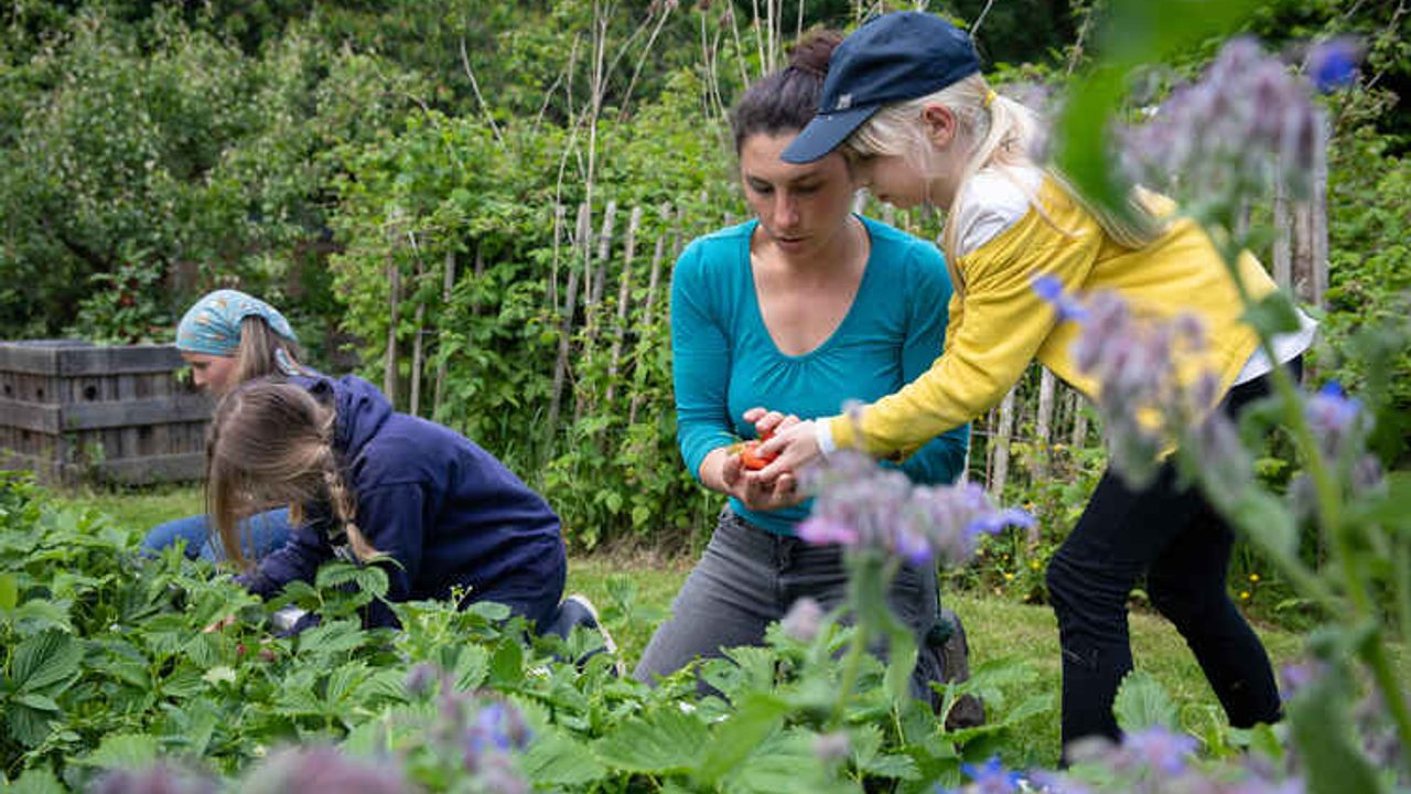 Récolte de fraises faite par les enfants et l'animatrice
