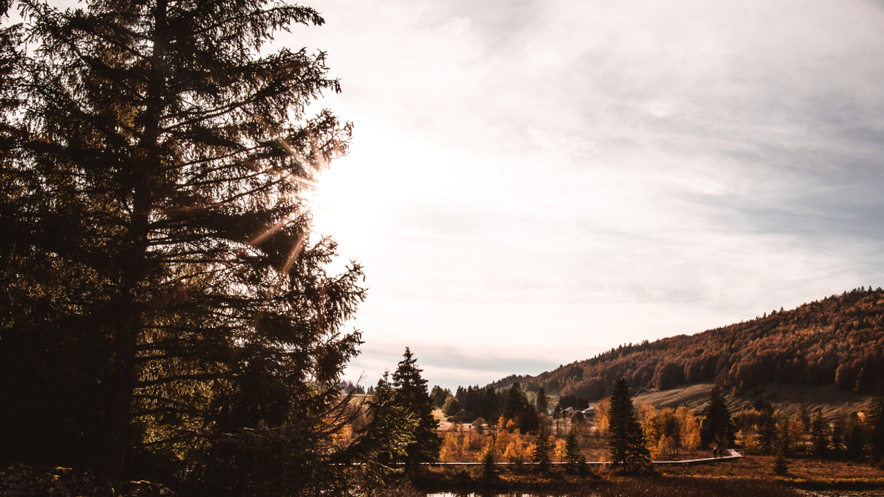 green trees beside lake under cloudy sky during daytime