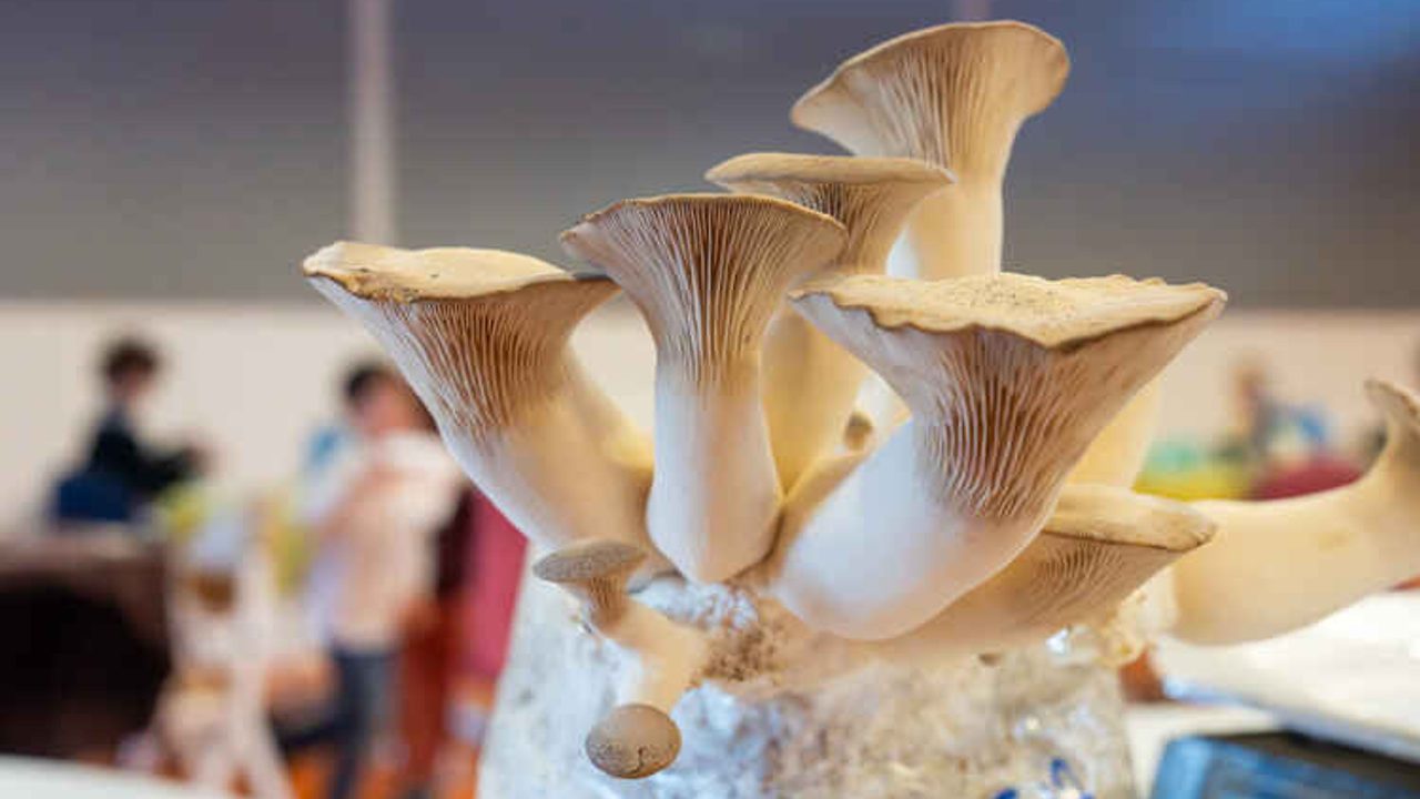 Une souche de champignons.