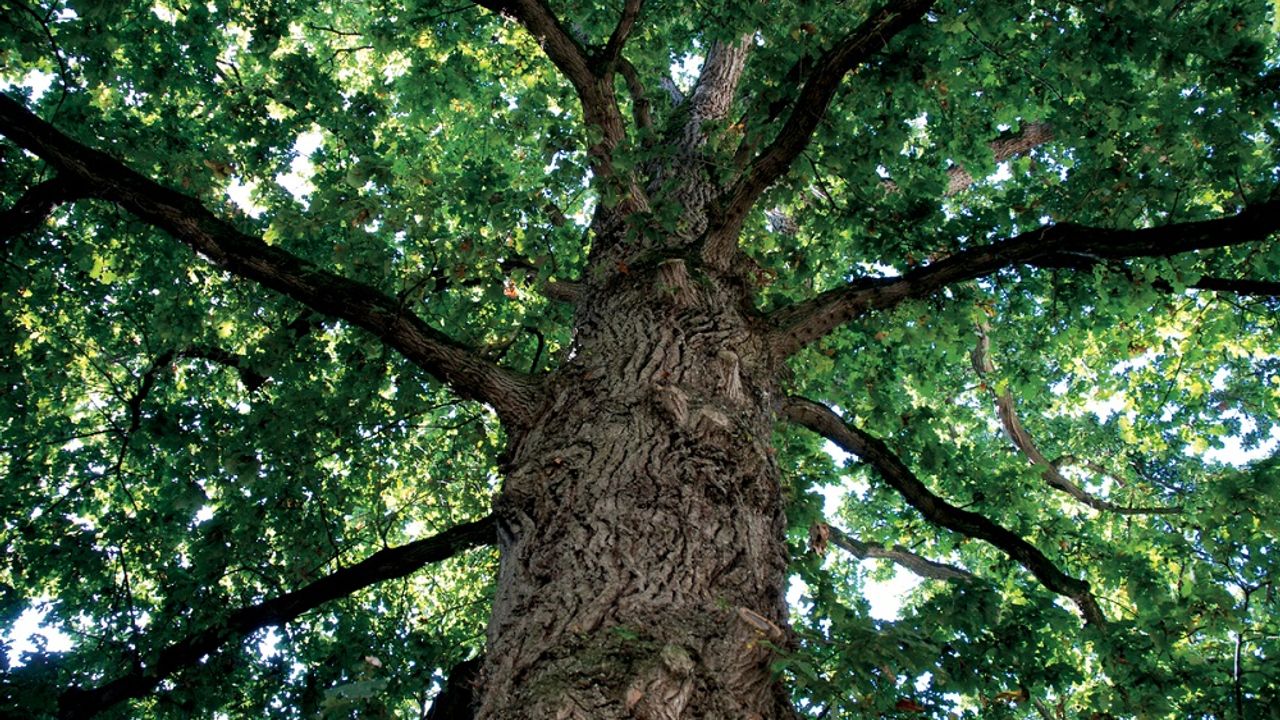 Un chêne pédonculé vu d'en dessous