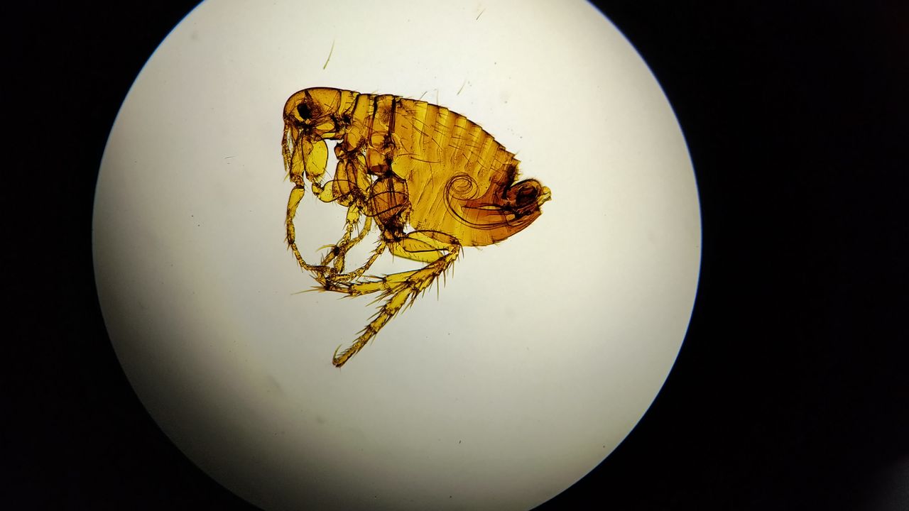 Vue d'une puce au microscope