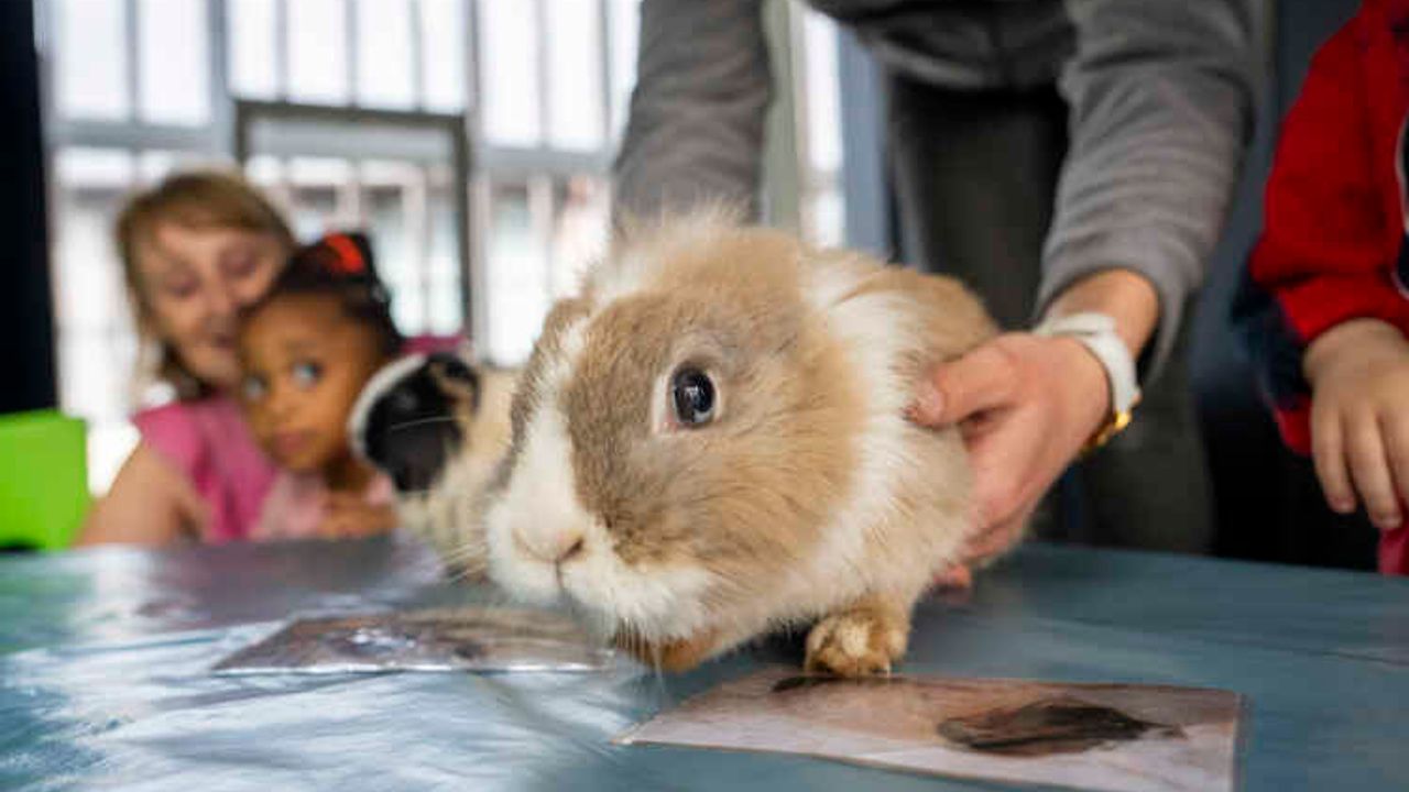 En gros plan, un lapin tenu par la médiatrice animale. En arrière plan une enfant avec son accompagnatrice.