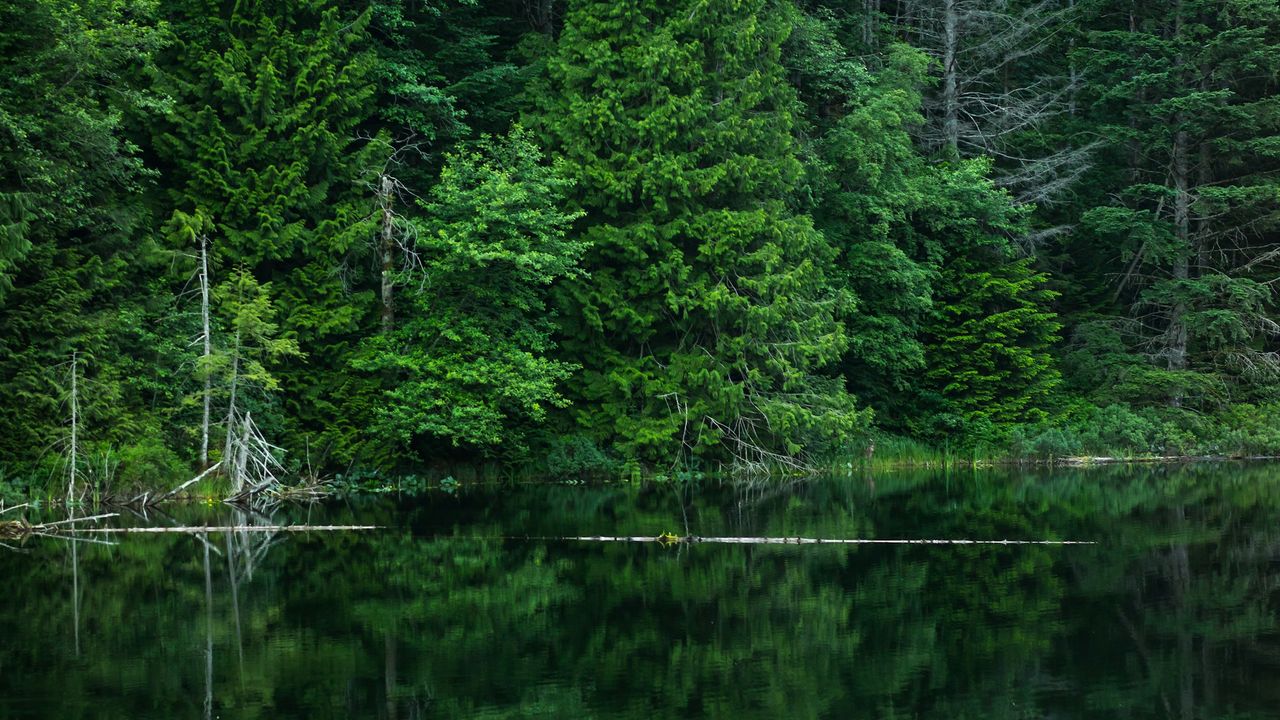 Forêt au bord d'un lac