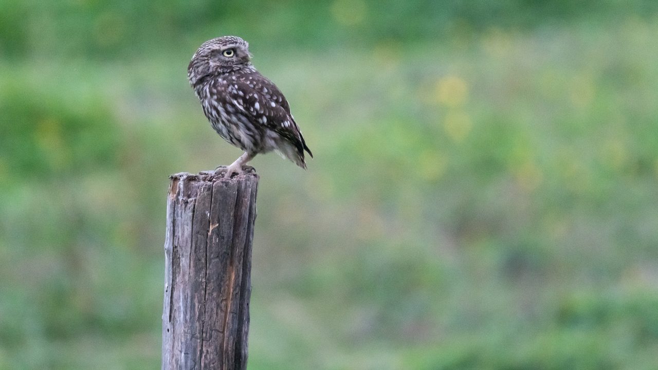 Une chevêche d'Athéna sur un poteau en bois. Que faire lorsque vous trouvez un oiseau blessé dans son jardin ou sur le bord de la route ? SOS Faune Sauvage Bretagne vous répond.