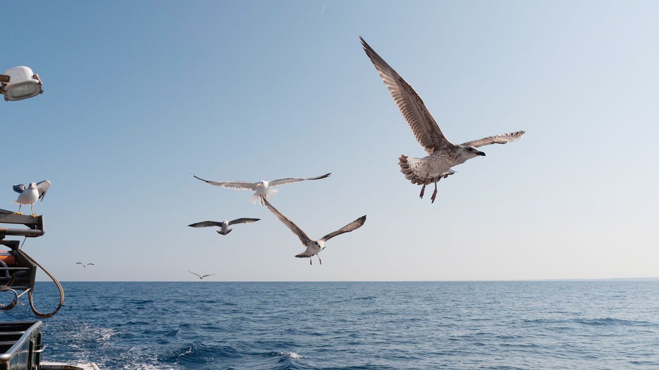Mouettes blanches et grises en plein vol