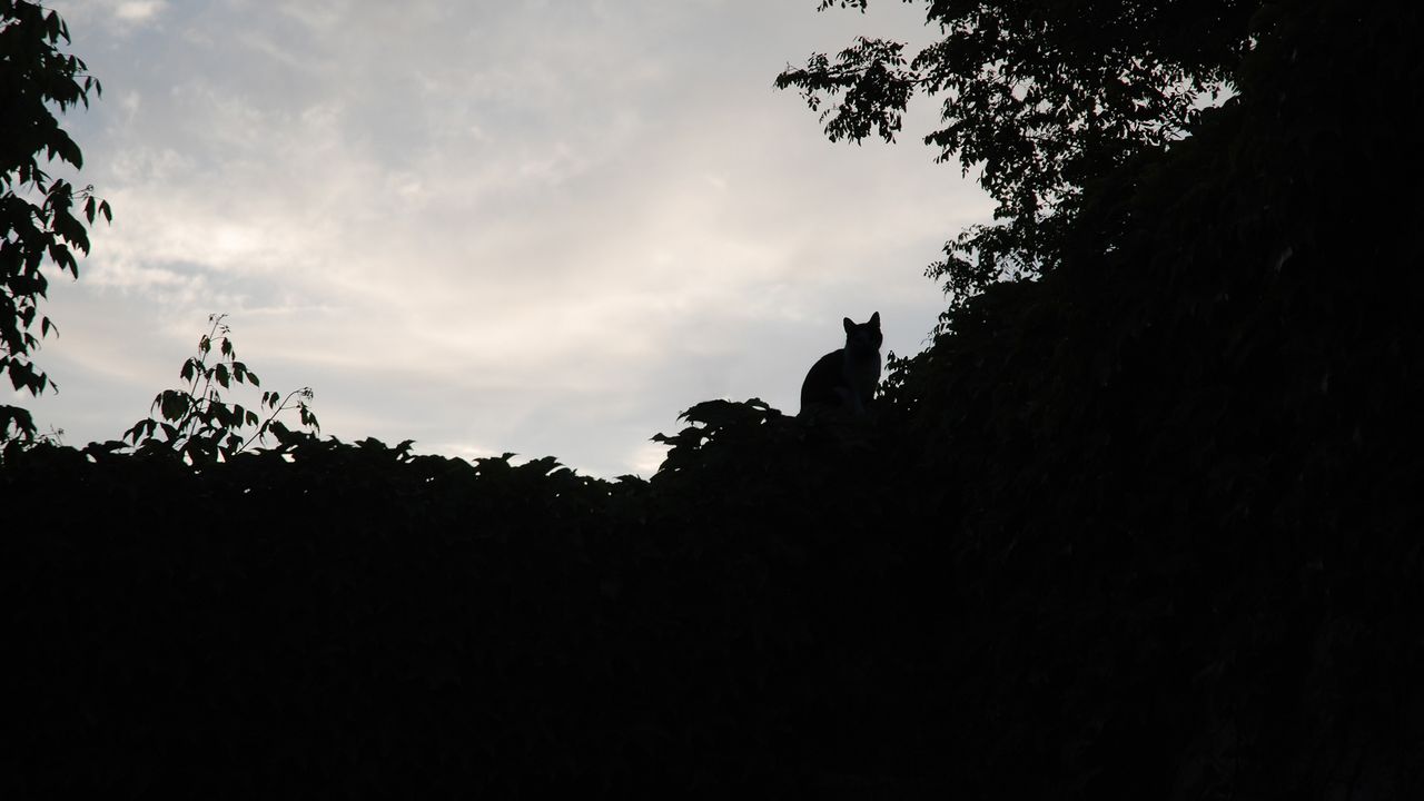 Lolita - Contre jour arbres et chat