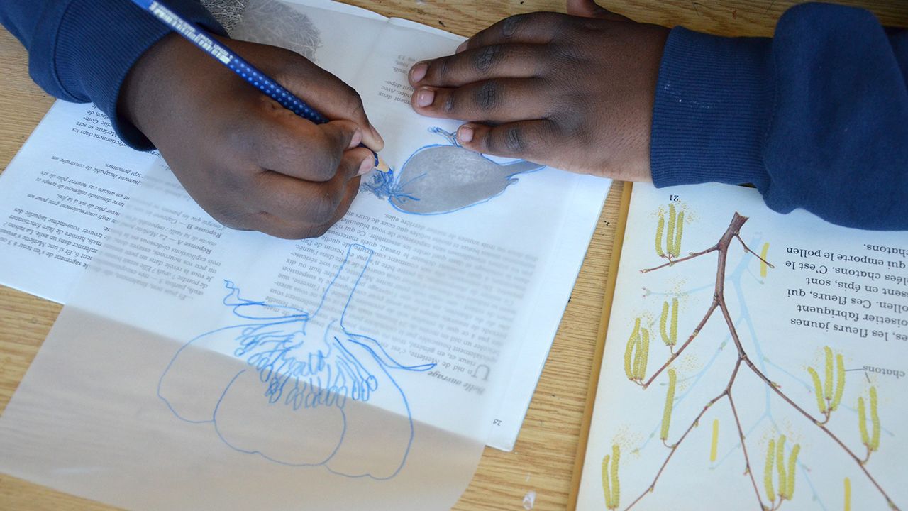 un enfant décalque un oiseau