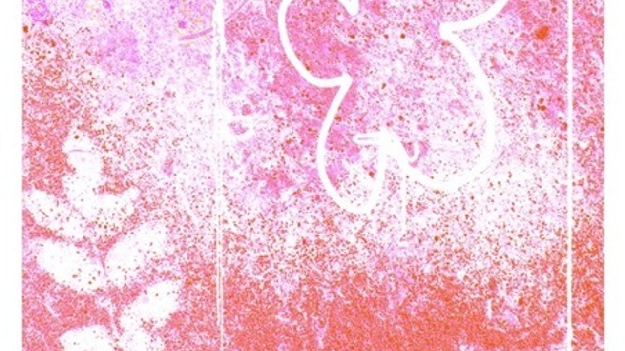 Image représentant en risographie une fleur et des feuilles sur un fond dégradé de rose et de rouge.