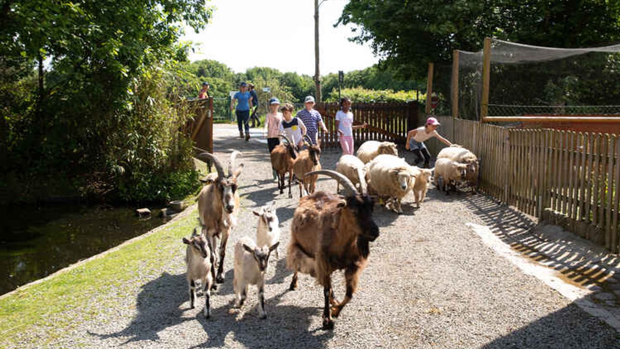 Des chèvres, boucs suivis d'enfants sur un chemin en cailloux
