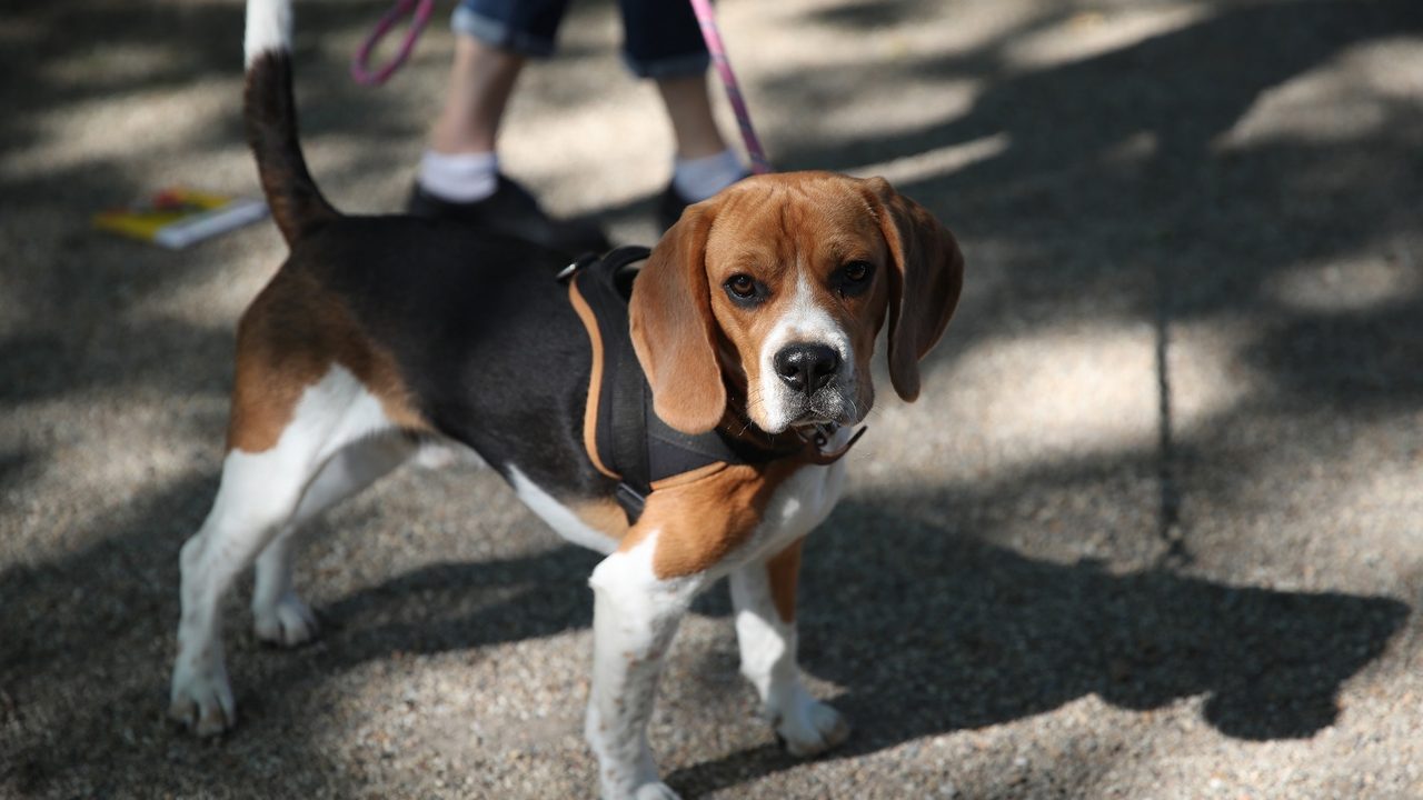 Photo d'un jeune chien de la race Beagle.