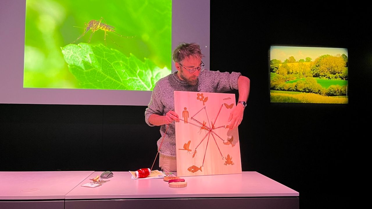 Au premier plan, un animateur de l'Espace des sciences avec un moustique au milieu. Il le relie à d'autres motifs tels qu'un poisson ou une grenouille pour montrer leurs relations de dépendance. En arrière plan, une photo d'un moustique et une autre du bocage.