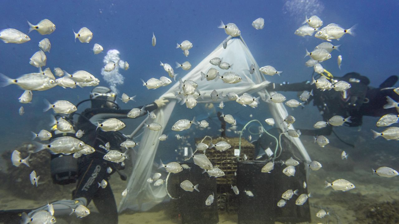 Ouverture d'une cloche