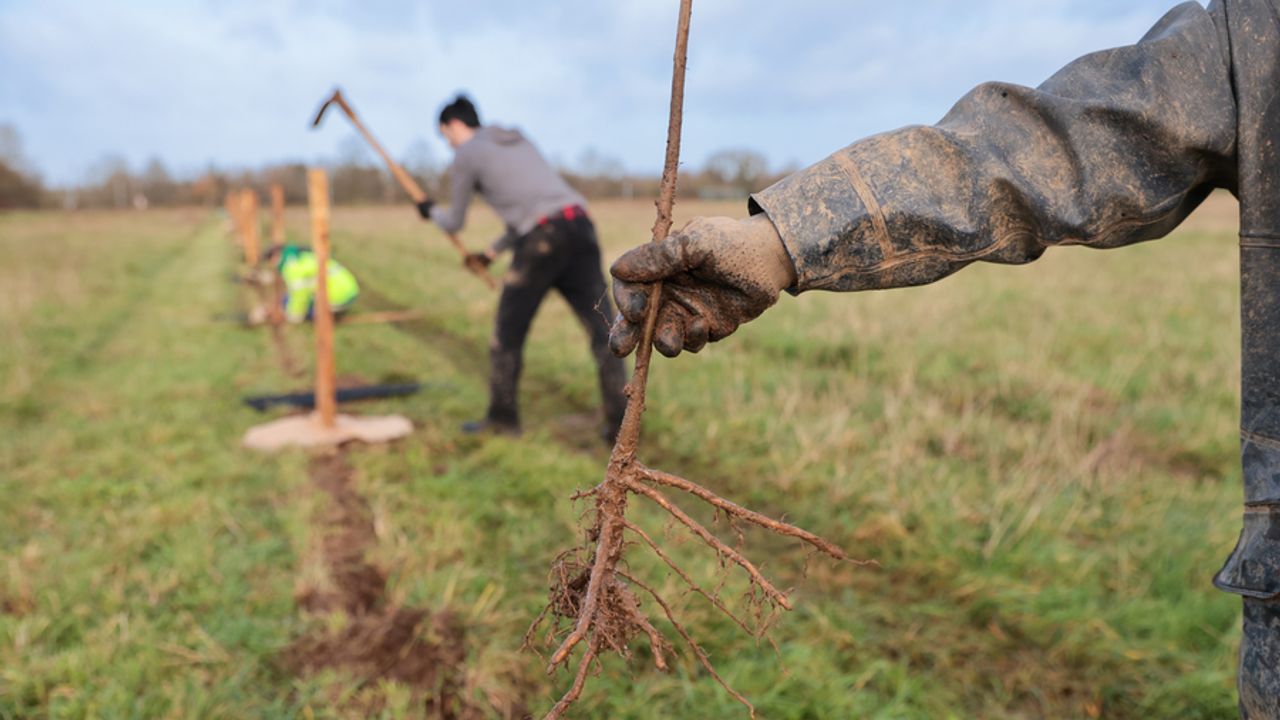 Au premier plan, une personne tient un jeune plant d’arbre ; au second plan, une autre personne prépare la plantation.