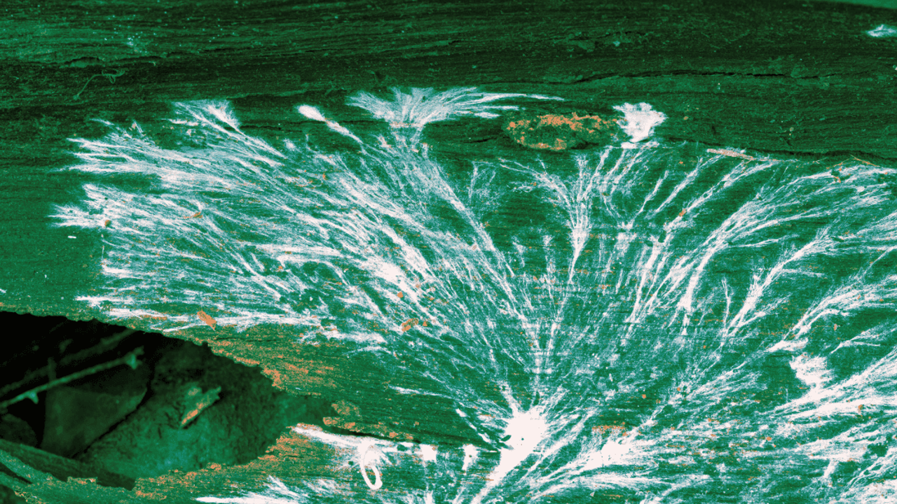 Green duotone close-up image of tree bark and micellium in forest