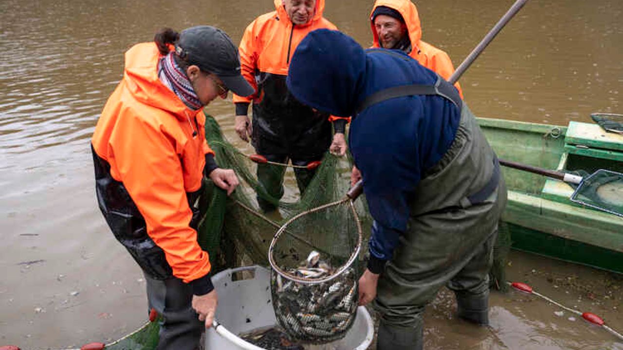 Opération sauvetage pour les poissons.