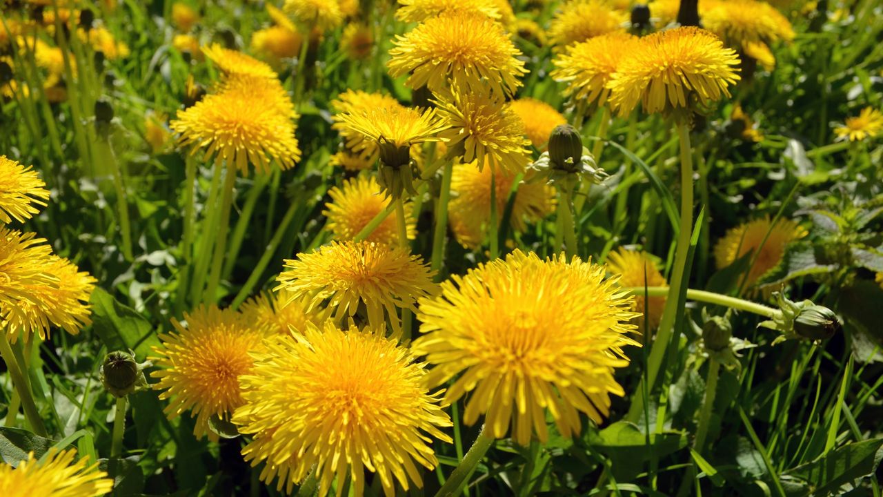 Dandelions in flower