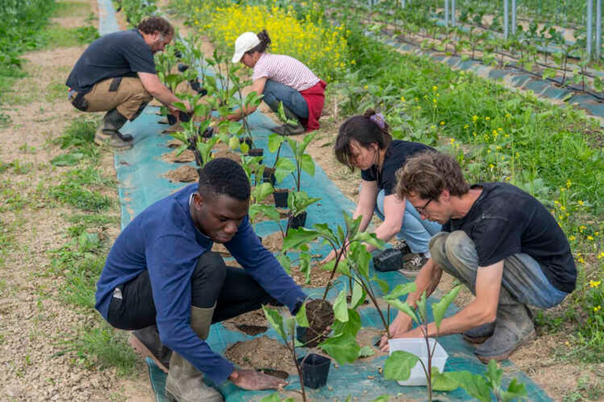 des-actions-pour-l-agriculture-et-l-alimentation-durables-ici-rennes