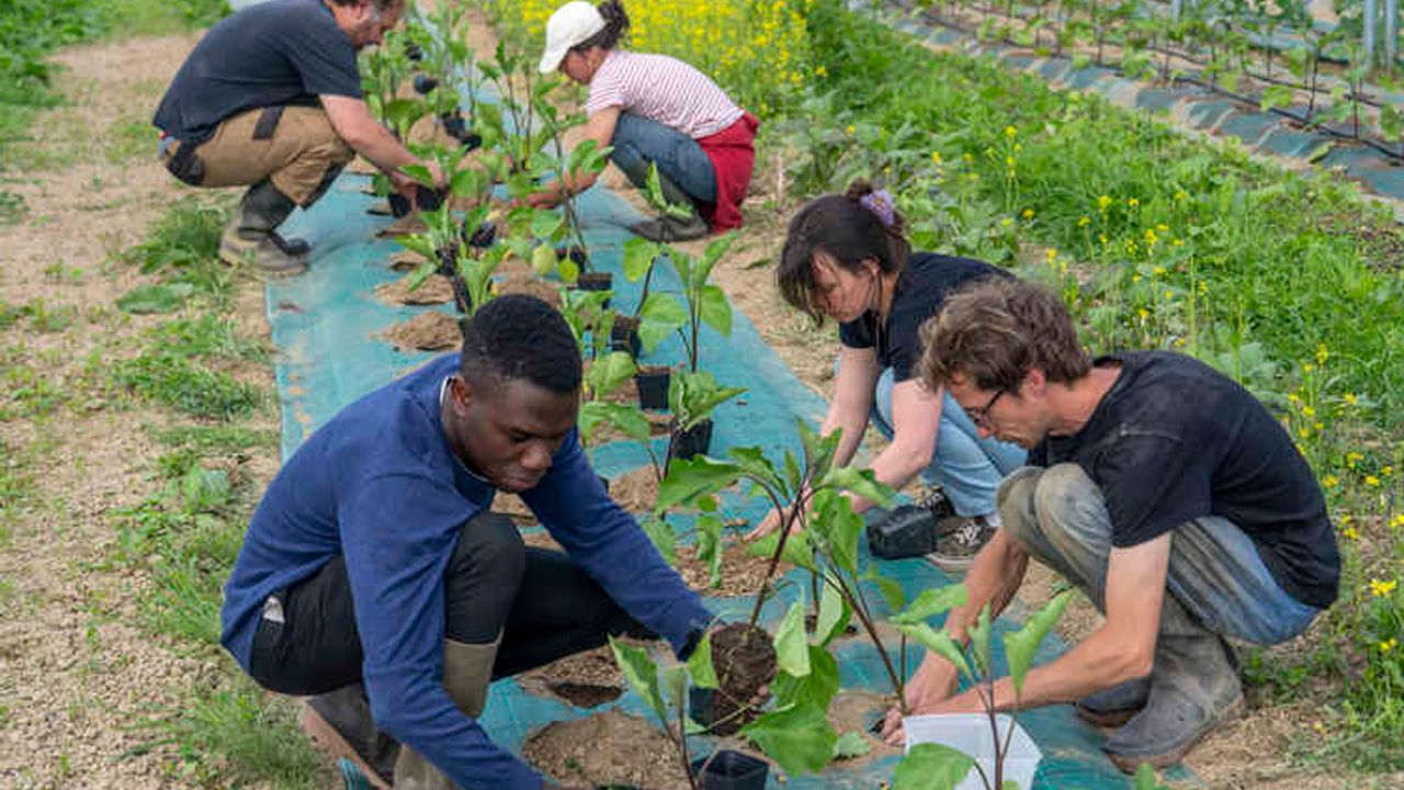 Personnes en pleine plantation dans la serre de la ferme maraîchère de légumes bio de Quincé 