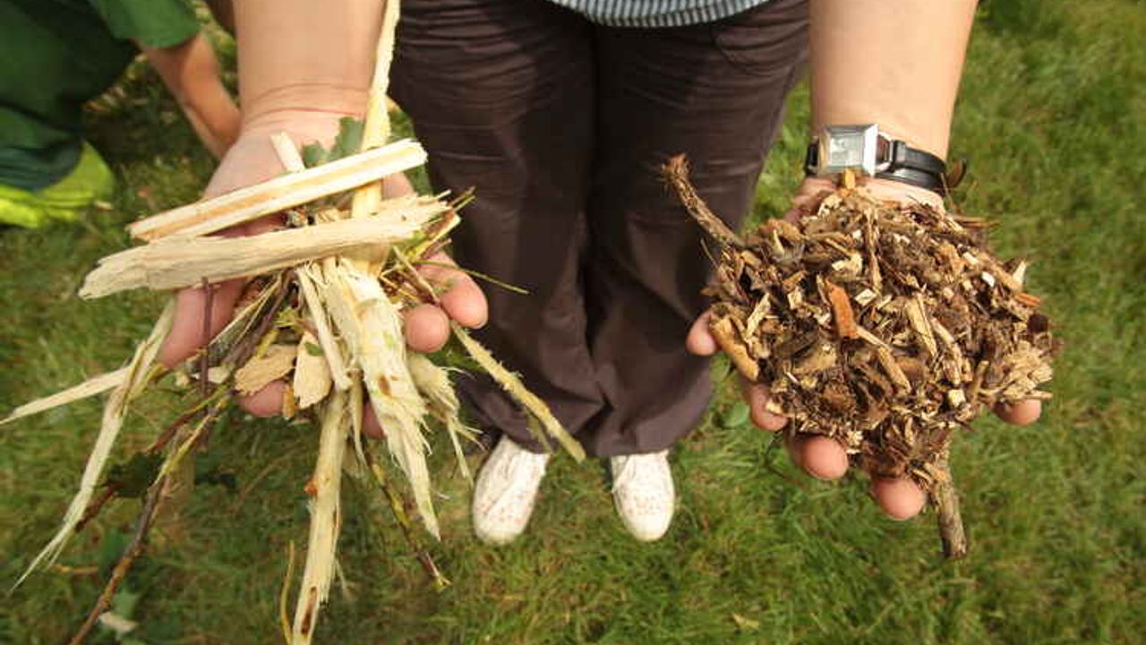 Une personne tient dans ses mains des broyats de tailles d’arbustes et de haies.