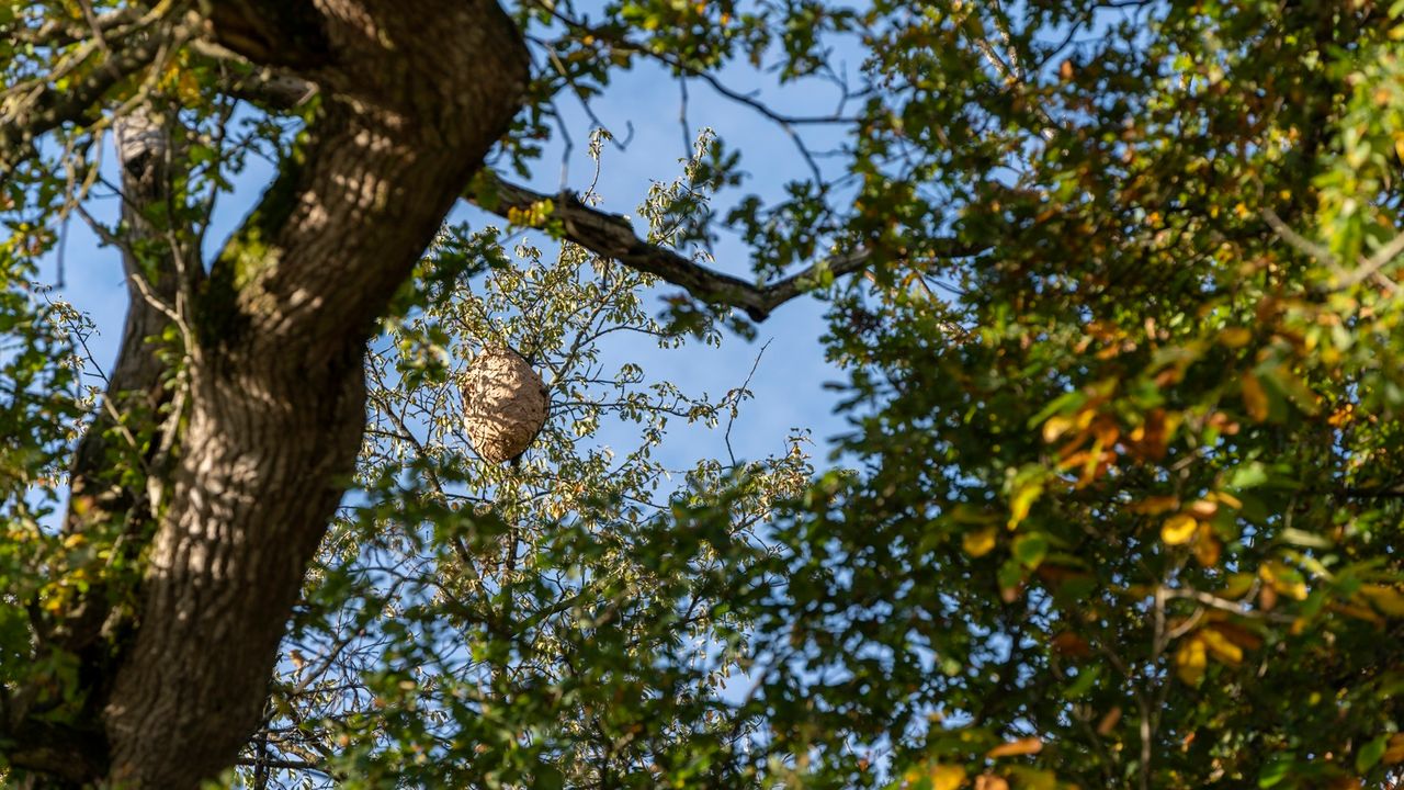 Photo d’un nid de frelon asiatique d’allure sphérique dans un arbre.