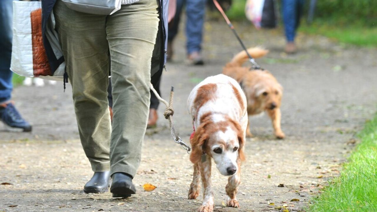 Un chien promené en laisse