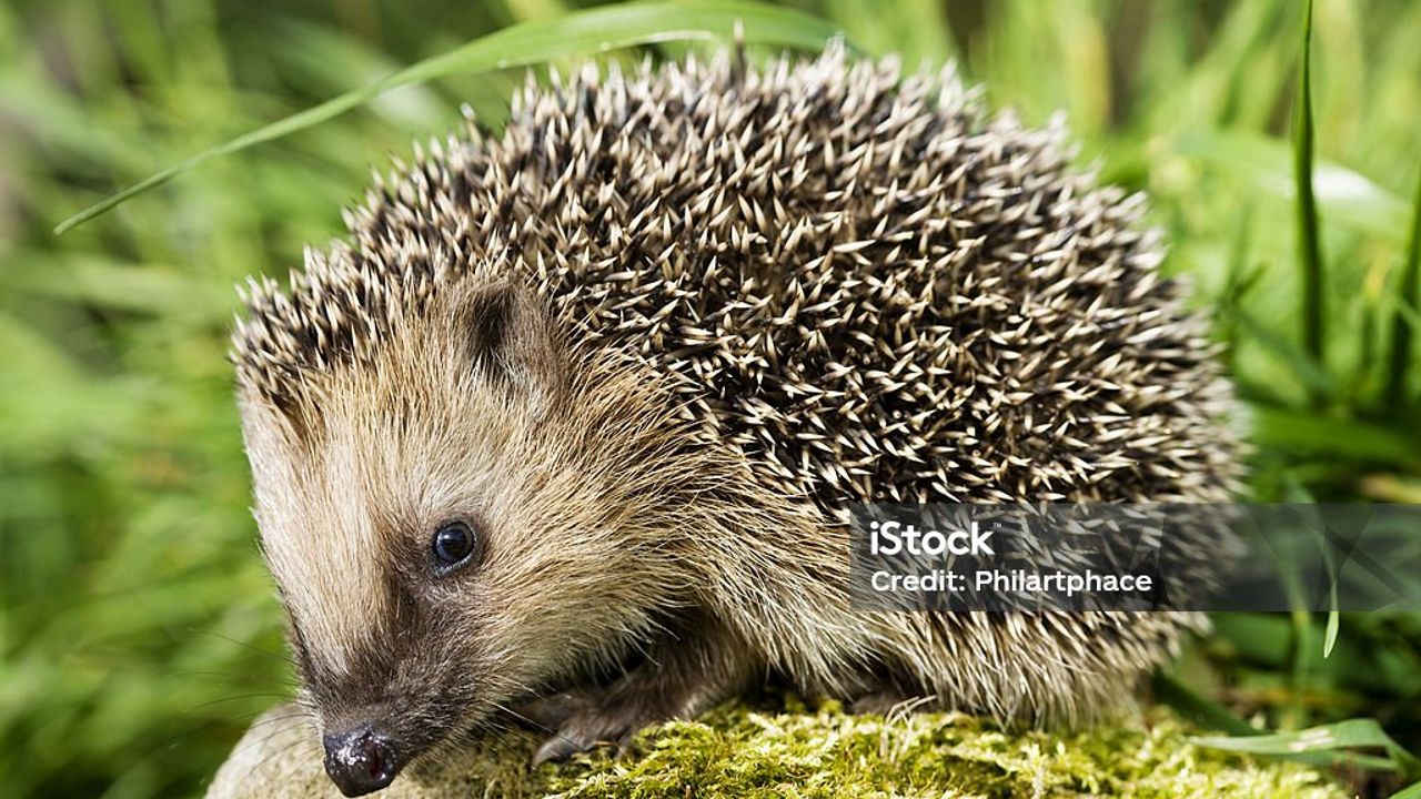 Un hérisson sur une pierre en pleine nature. On retrouve souvent des hérissons blessés dans les jardins et sur le bords des routes. On ne sait pas forcément comment réagir. SOS Faune sauvage Bretagne vous aide.